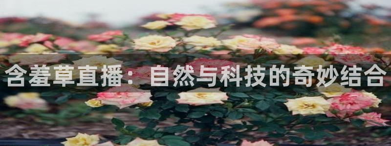 熊猫怎么直播：含羞草直播：自然与科技的奇妙结合