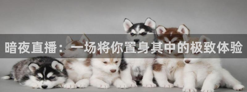 直播 熊猫：暗夜直播：一场将你置身其中的极致体验